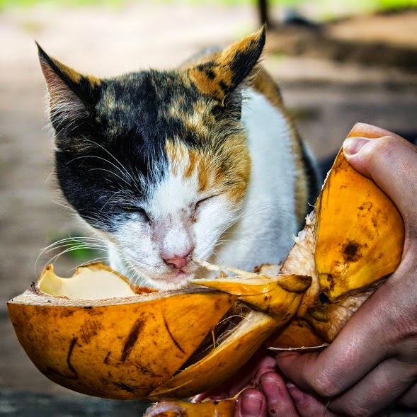 cats love coconut milk