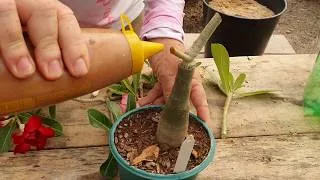 Rosa do Deserto com folhas Queimadas: O que Fazer para Solucionar?