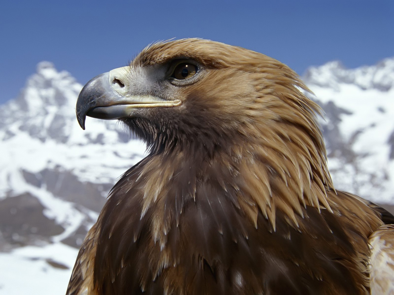 Fabulous And Amazing Eagle Wallpapers In HD For More Wallpapers