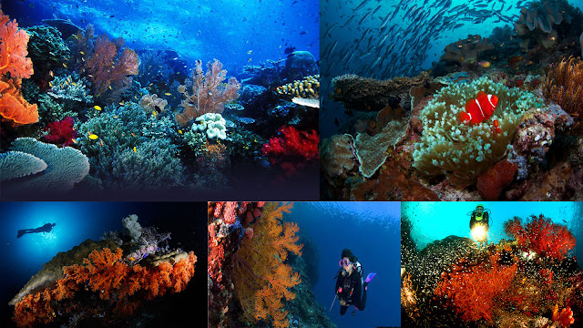 scuba diving, snorkeling, Raja Ampat, hidden paradise, honeymoon, diving in Raja Ampat, honeymoon in Raja Ampat, Papua