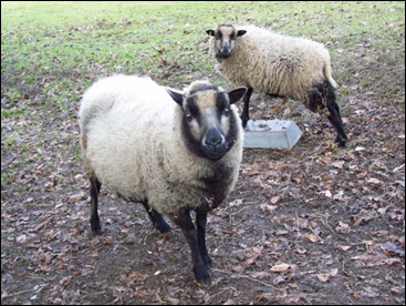 shetlandschapen