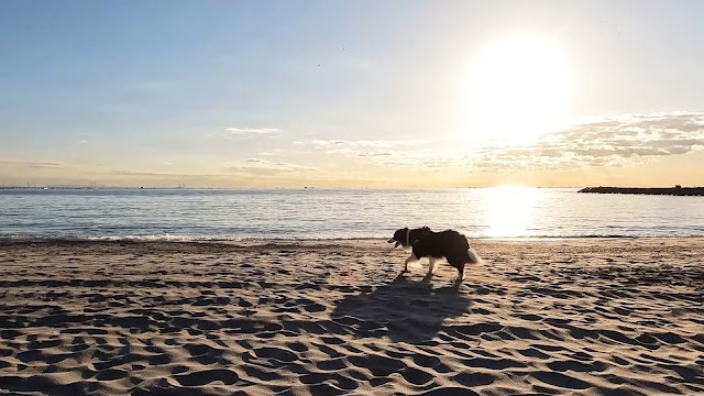 保護犬 ボーダーコリー トーマ