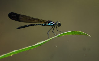 Heliocypha biforata