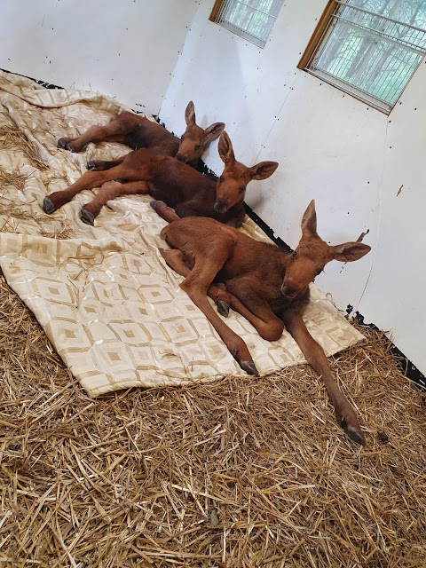 Wild About Wildlife Month: Aspen Valley Wildlife Sanctuary's adorable moose calves #WildWednesday