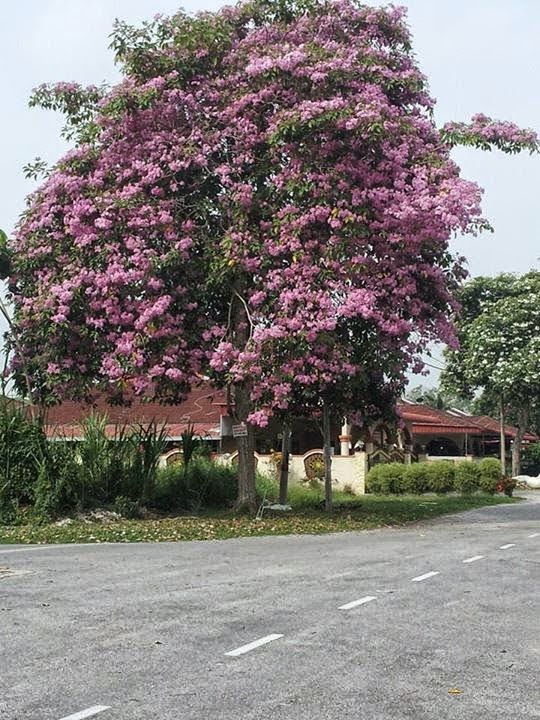 Inspirasi Terkini Daun Sakura, Pohon Sakura