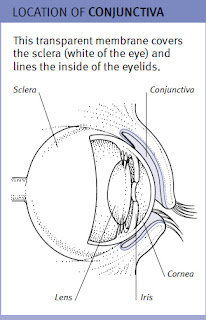 location of conjunctiva