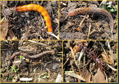 crawlers