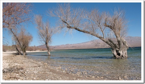 2012-02-24 Lake Mohave Tree Scene