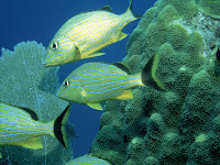 Peixes ornanentais