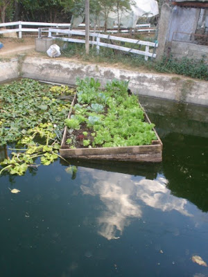 9 CULTIVO BAJO CHINAMPAS