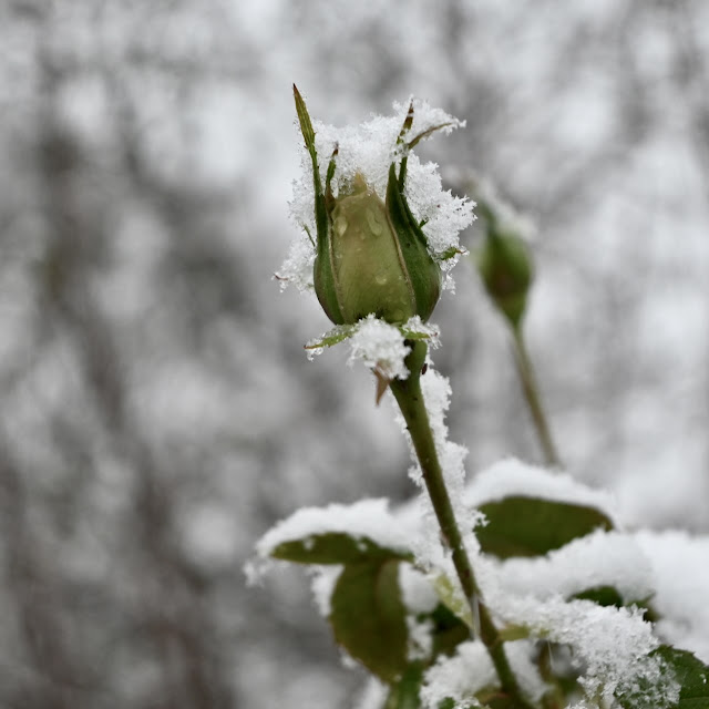 roos met sneeuw