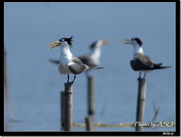 鳳頭燕鷗(2008-07-25蘭陽溪口)0557