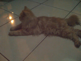 foto kucing kesayangan esha 02