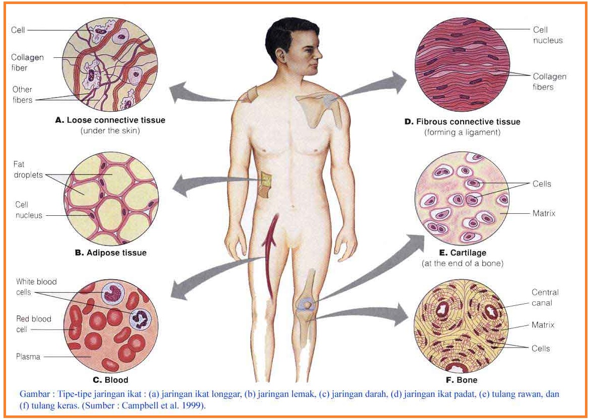 BIOLOGI GONZAGA JARINGAN HEWAN  THEORY