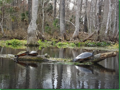 Silver River kayak #2 074