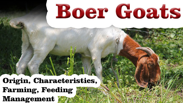 Boer Goat Breed Characteristics and Farming Benefits | Raising goats for meat