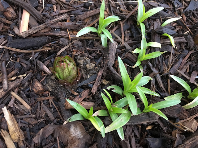 Lily 'Tiny Shadow'