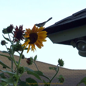 A mockingbird on the roof near my sunflower garden