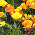 Eschscholzia Californica - California Flower