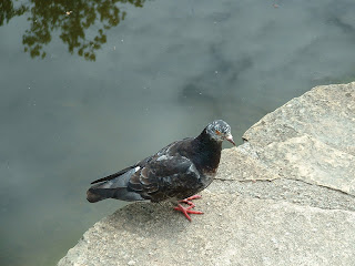 Pigeon sur un dalle au bord de l'eau