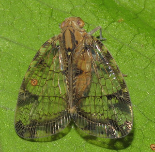 Biolleyana sp.