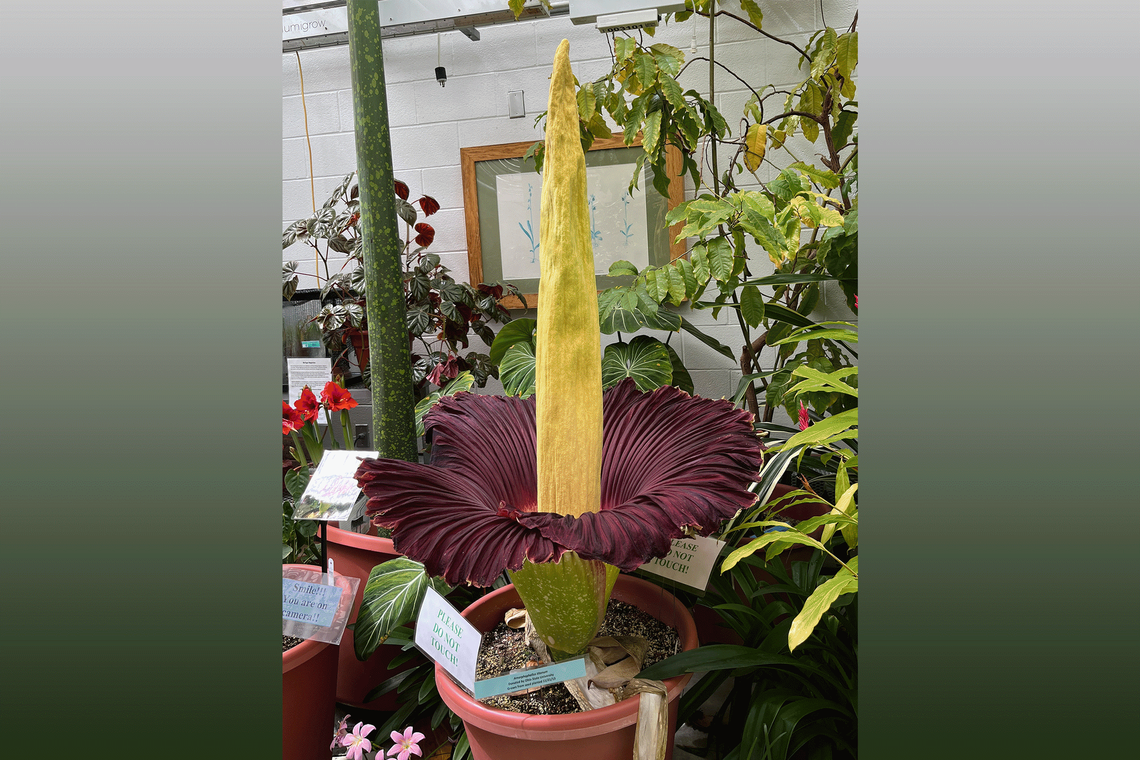 Bagian tengah tanaman Titan arum atau bunga bangkai memanas hingga sekitar 20 derajat Fahrenheit di atas suhu sekitar saat bunga mekar. (Foto: Eric Schaller/Dartmouth) Bagian tengah tanaman Titan arum atau bunga bangkai memanas hingga sekitar 20 derajat Fahrenheit di atas suhu sekitar saat bunga mekar. (Foto: Eric Schaller/Dartmouth)
