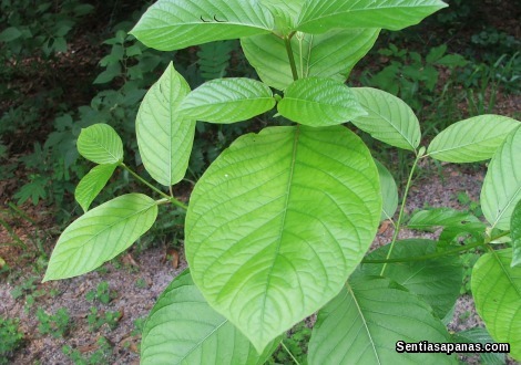 Pokok Ketum - Mitragyna_speciosa