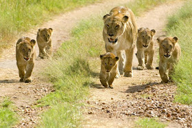 Masai Mara National Park Wild Animals Lion Cubs