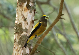 Evening Grosbeak - Hartwick Pines, Michigan, USA