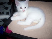 My Turkish Angora kitten