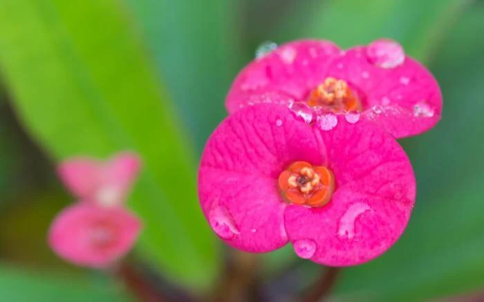 Flor-Euphorbia-milii-com-pétalas-rosa-vibrantes-em-Close-up