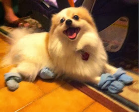 adorable dog pictures, dog wearing socks