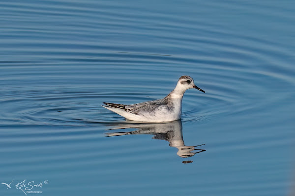 Grey phalarope