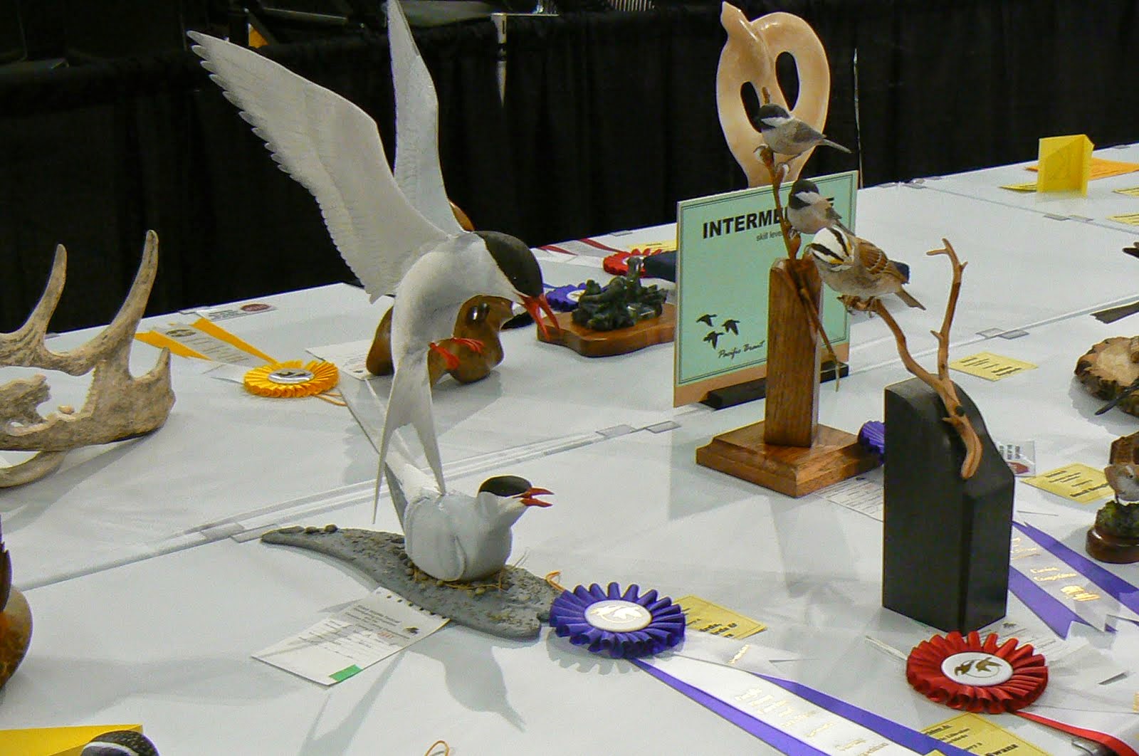 Arctic Terns