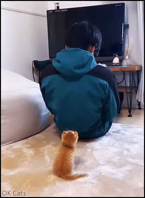 Cute Kitten GIF • When a smart and funny kitten becomes a pawsonal trainer 😸 [ok-cats.com]