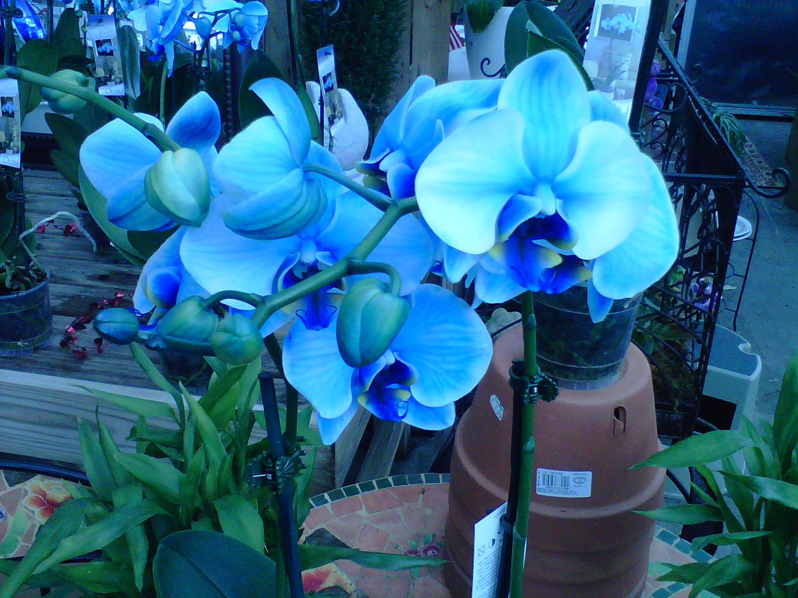 Real Blue Orchid Flower