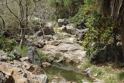 A watering hole inside Sariska