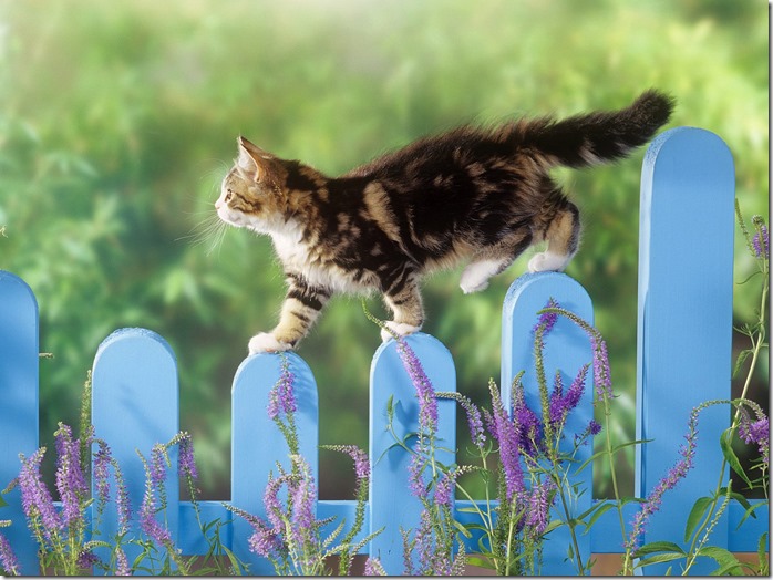 Animals_Cats_The_cat_on__fence_017079_