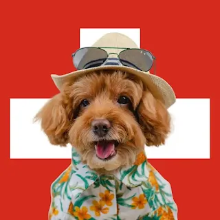 peluqueria canina en suiza