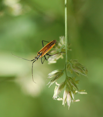 Leptopterna dolobrata