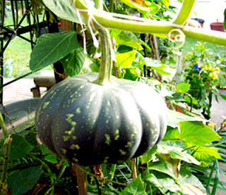 green pumpkin plant