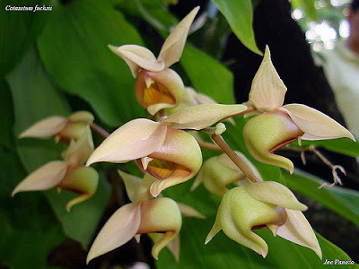 Catasetum fuchsii care and culture