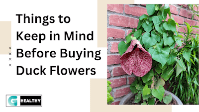 Things to Keep in Mind Before Buying Duck Flowers