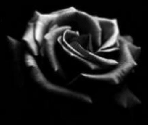 rose wallpaper. black rose