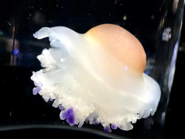 Meet The Fried Egg Jellyfish, a Jellyfish That Looks Like a Floating Egg