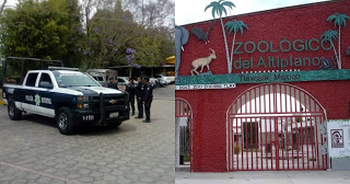 León ataca a su ciudadora al darle de comer en el Zoológico del Altiplano Tlaxcala