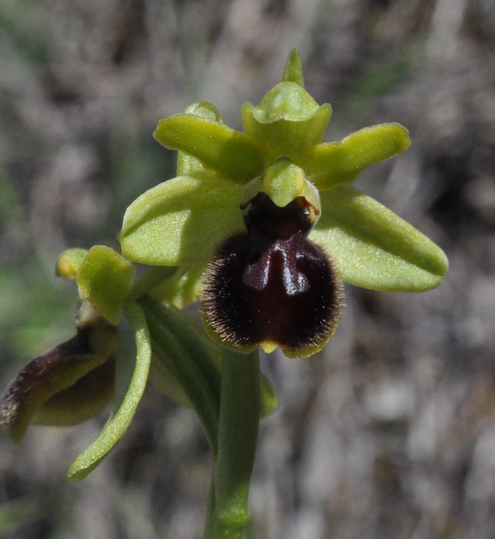 Ophrys araneola