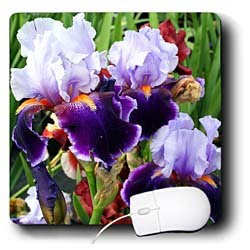 3dRose LLC Flowers - Purple Irises