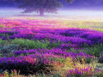 Field Nature Wallpapers HD