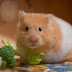 Taking Care Of  Hamster  : How To Take Care Of Your Hamster| TWFA